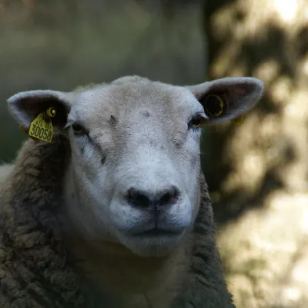 Апартаменты Du Chajoux