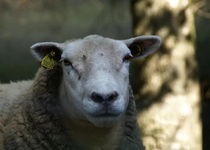Appartement Du Chajoux